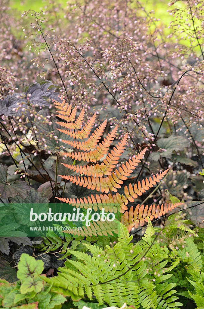 548150 - Lacy autumn fern (Dryopteris erythrosora) and hairy alumroot (Heuchera villosa 'Frosted Violet')