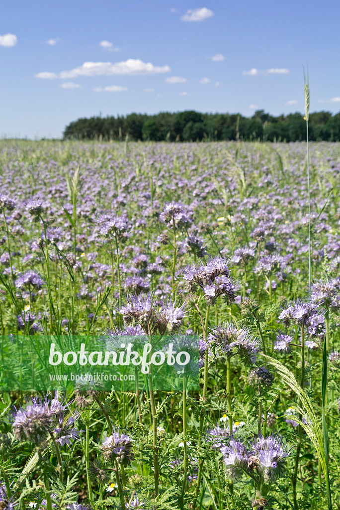 558291 - Lacy phacelia (Phacelia tanacetifolia)