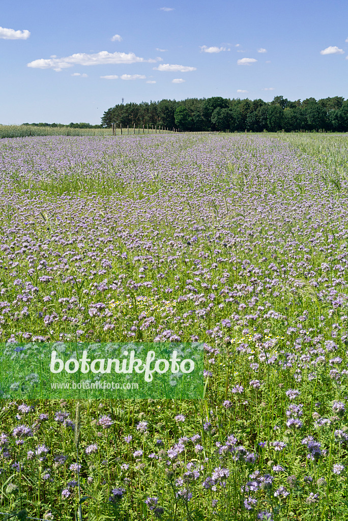 558292 - Lacy phacelia (Phacelia tanacetifolia)