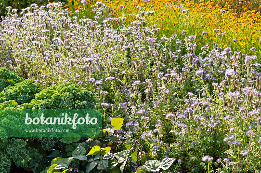 476233 - Lacy phacelias (Phacelia tanacetifolia) as green manure in a vegetable garden