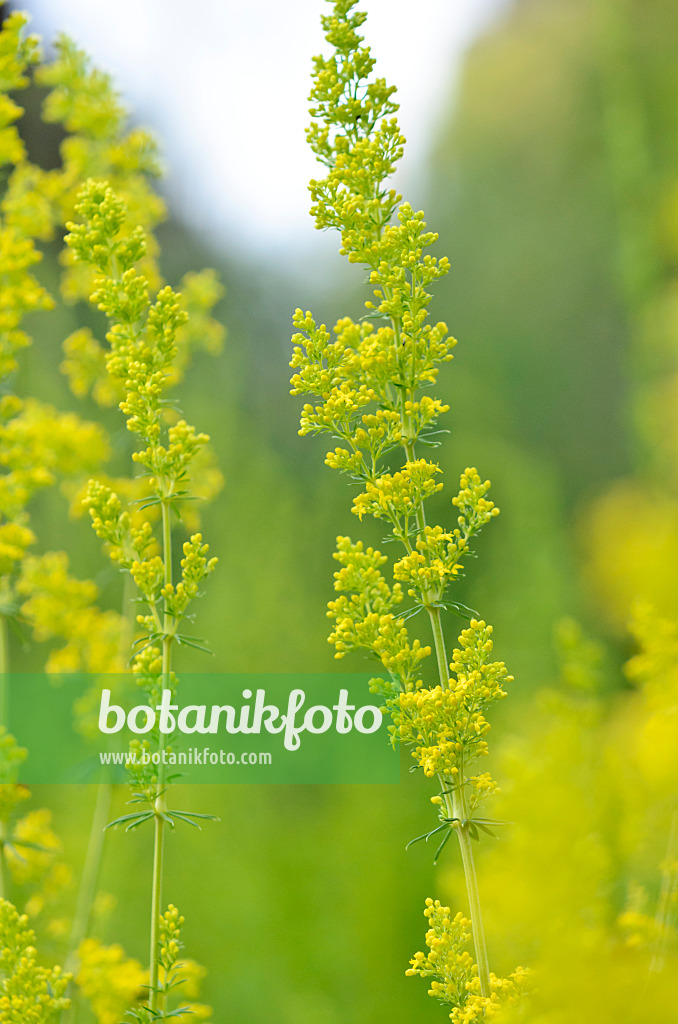 534086 - Lady's bedstraw (Galium verum)