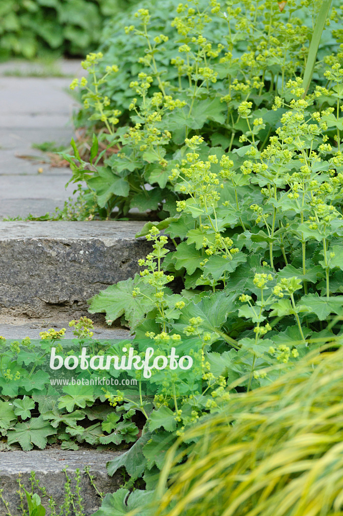 472345 - Lady's mantle (Alchemilla)