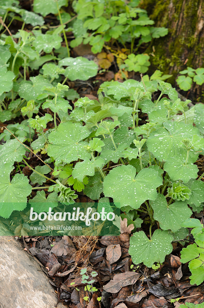 520223 - Lady's mantle (Alchemilla)