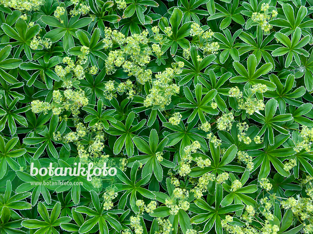 438206 - Lady's mantle (Alchemilla hoppeana)