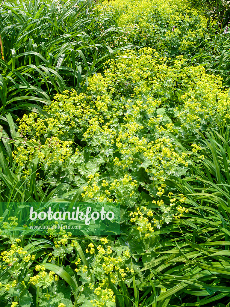 426101 - Lady's mantle (Alchemilla mollis)