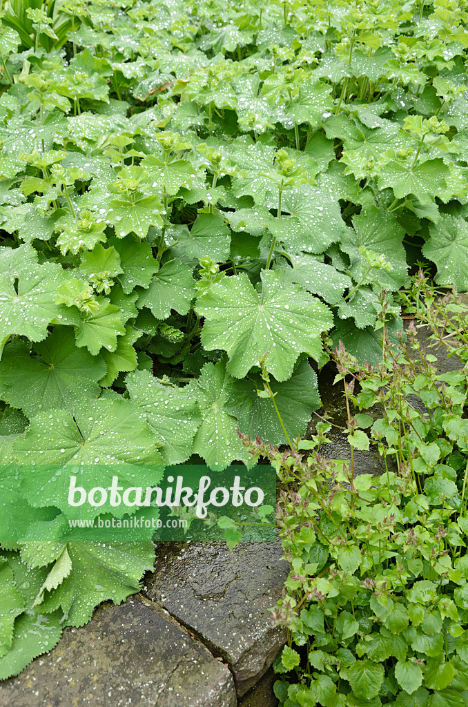 520420 - Lady's mantle (Alchemilla mollis)