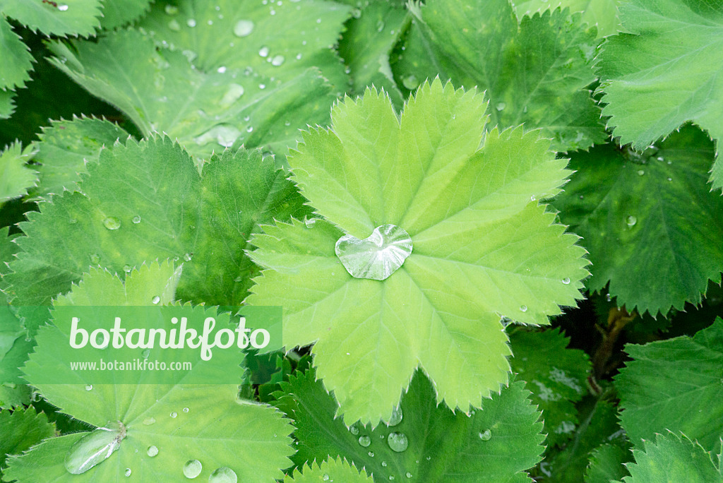 625057 - Lady's mantle (Alchemilla mollis)