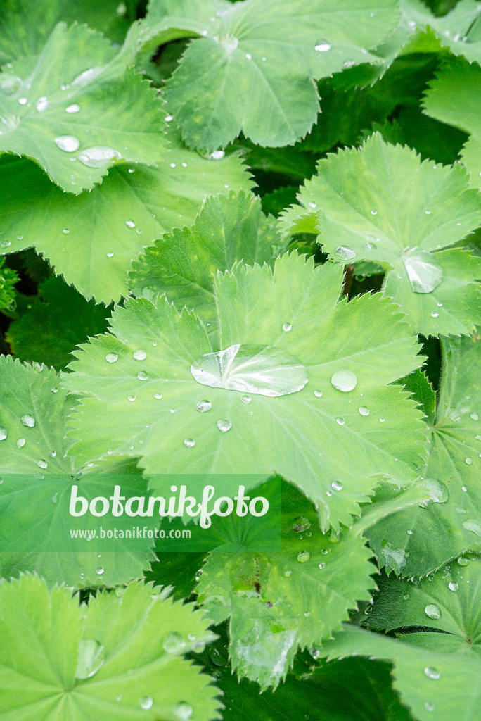 625058 - Lady's mantle (Alchemilla mollis)