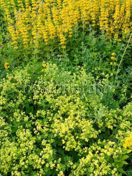 402006 - Lady's mantle (Alchemilla mollis) and dotted loosestrife (Lysimachia punctata)