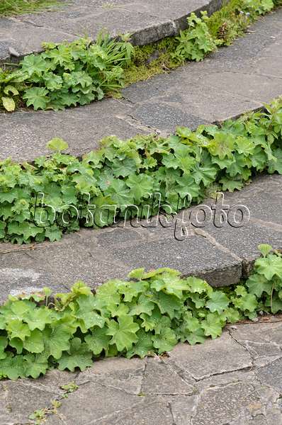 533520 - Lady's mantle (Alchemilla) on a garden path
