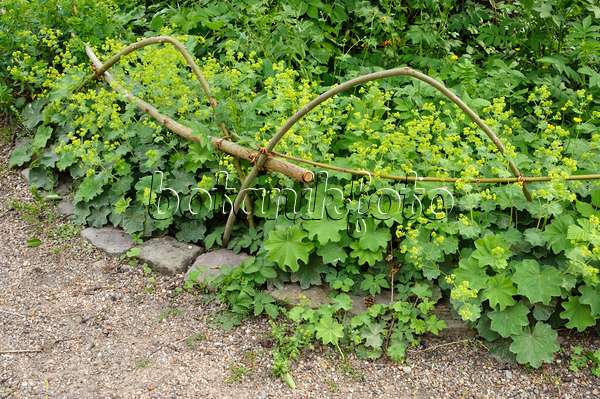 472426 - Lady's mantle (Alchemilla) with edging of willow branches