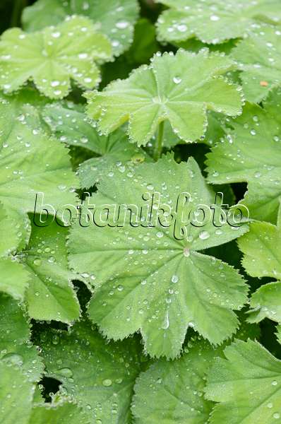 572088 - Lady's mantle (Alchemilla) with rain drops