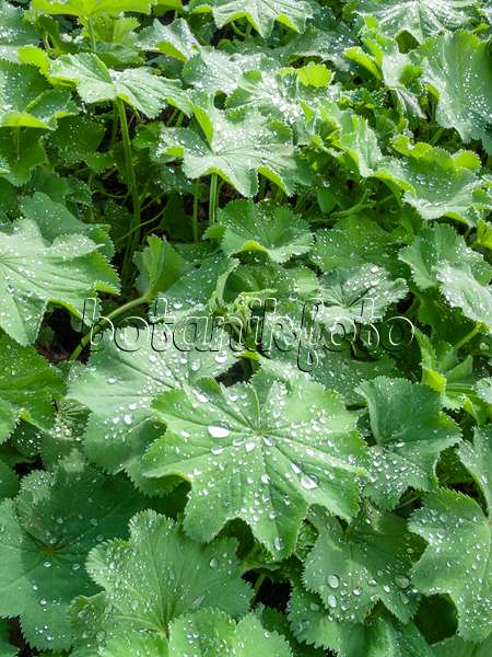413012 - Lady's mantle (Alchemilla) with water drops on the leaves