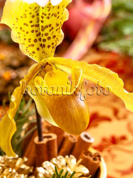 444110 - Lady's slipper orchid (Paphiopedilum)