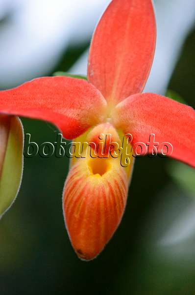 529162 - Lady's slipper orchid (Phragmipedium besseae var. dalessandroi)