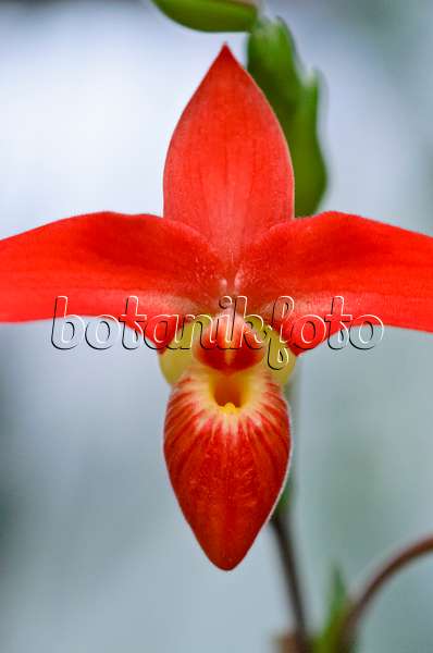 529163 - Lady's slipper orchid (Phragmipedium besseae)