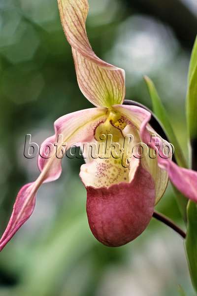 385022 - Lady's slipper orchid (Phragmipedium x cardinale)