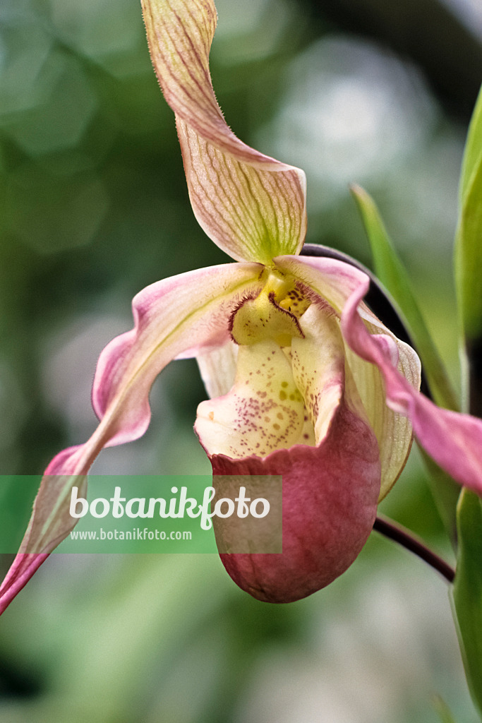 385022 - Lady's slipper orchid (Phragmipedium x cardinale)