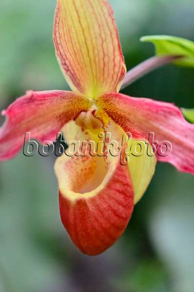 529161 - Lady's slipper orchid (Phragmipedium Living Fire)