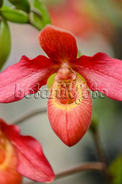529055 - Lady's slipper orchid (Phragmipedium Memoria Dick Clements)
