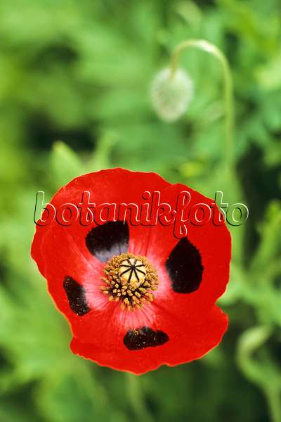 390087 - Ladybird poppy (Papaver commutatum)
