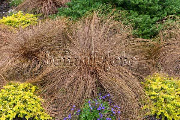 651139 - Laîche de Nouvelle Zélande (Carex comans 'Bronze Form')