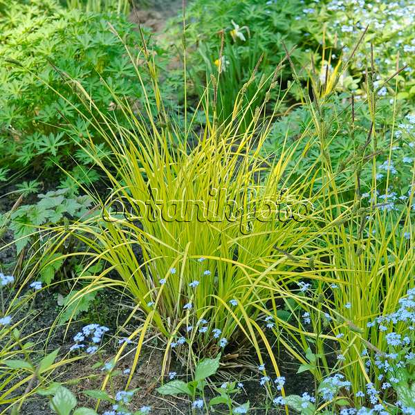 502130 - Laîche élevée (Carex elata 'Aurea')