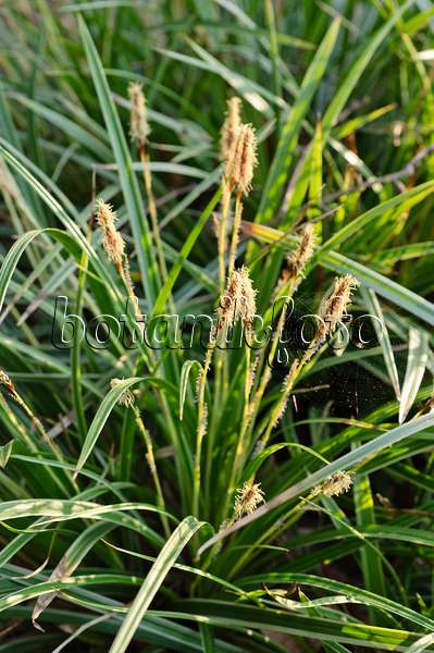 471019 - Laîche japonaise (Carex morrowii)