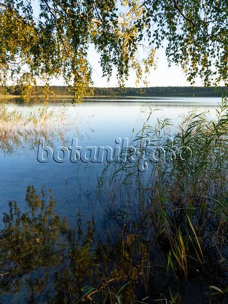 428370 - Lake Feisnecksee, Müritz National Park, Germany