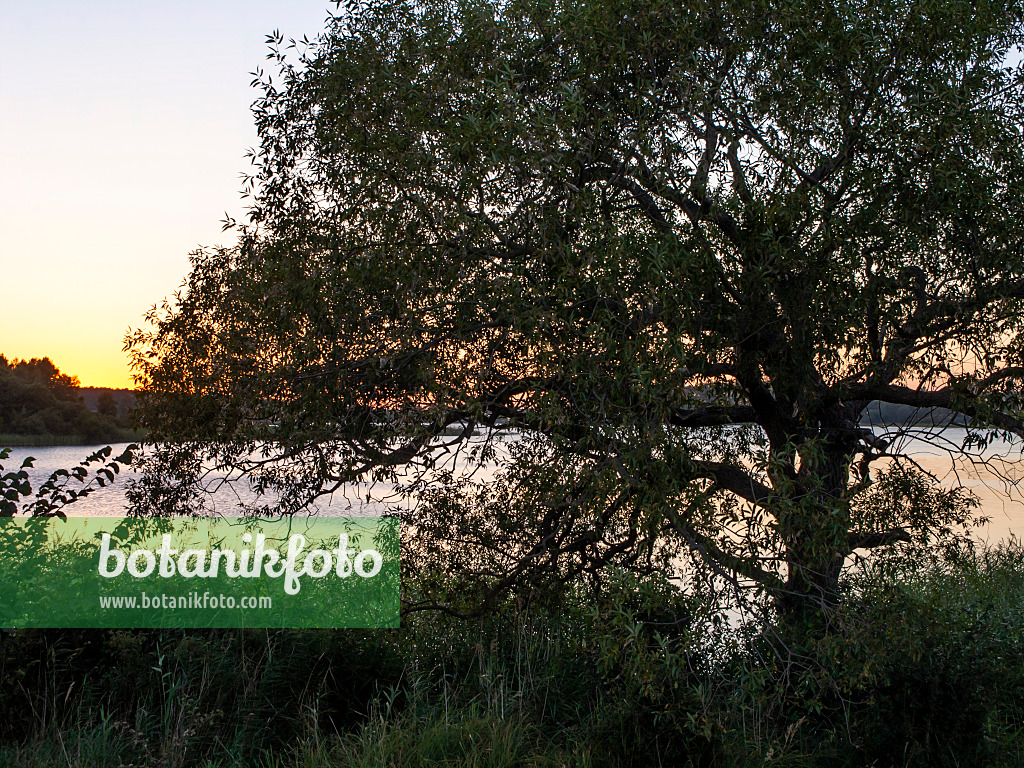 428371 - Lake Feisnecksee, Müritz National Park, Germany