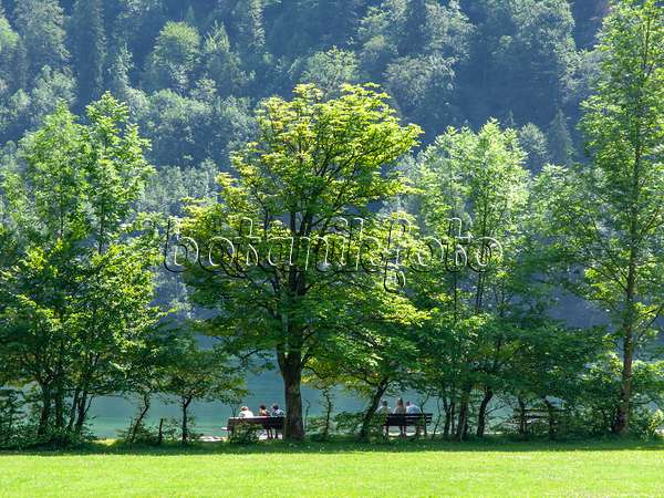 439133 - Lake Königssee, Berchtesgaden National Park, Germany