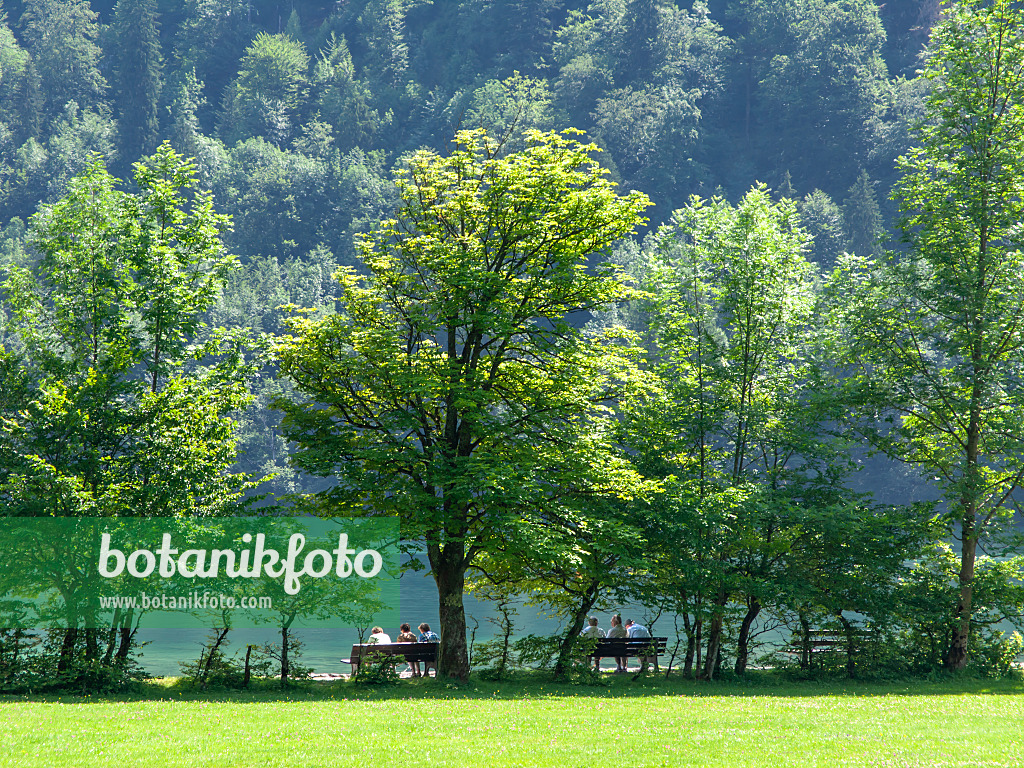 439133 - Lake Königssee, Berchtesgaden National Park, Germany