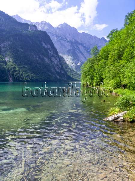 439149 - Lake Königssee, Berchtesgaden National Park, Germany