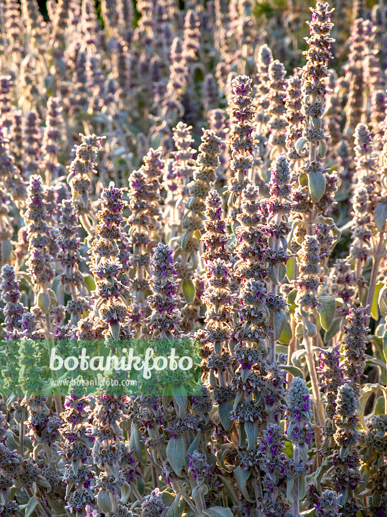 461154 - Lamb's ears (Stachys byzantina)