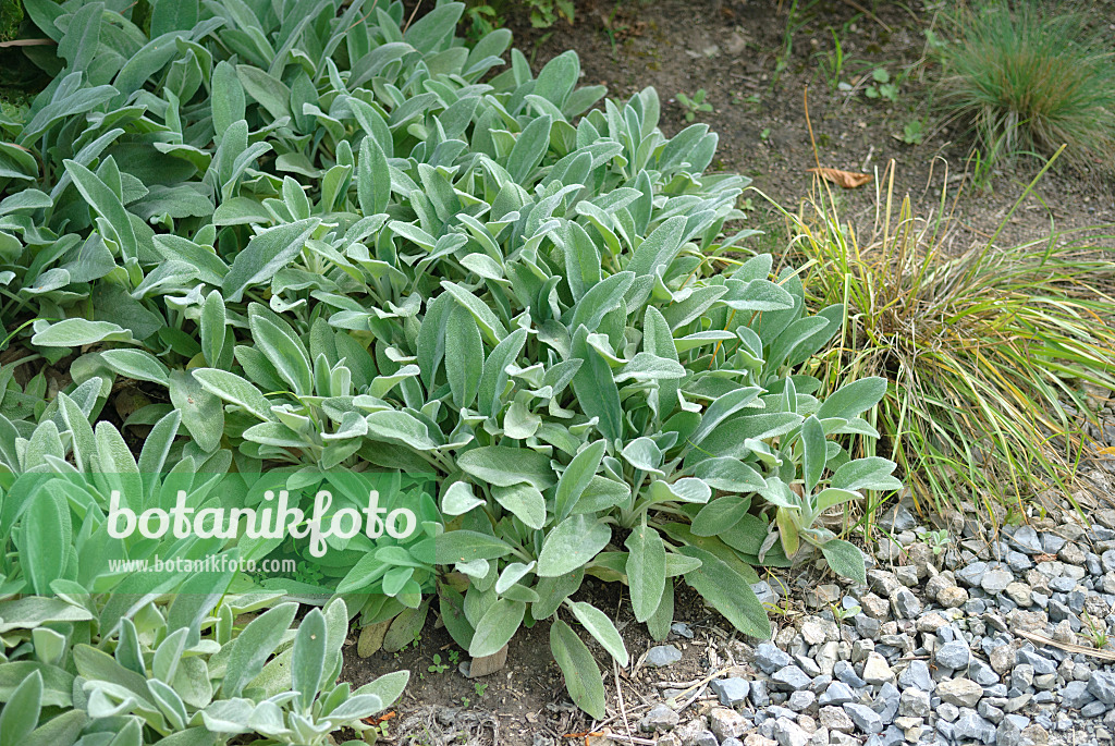 535433 - Lamb's ears (Stachys byzantina 'Silver Carpet')