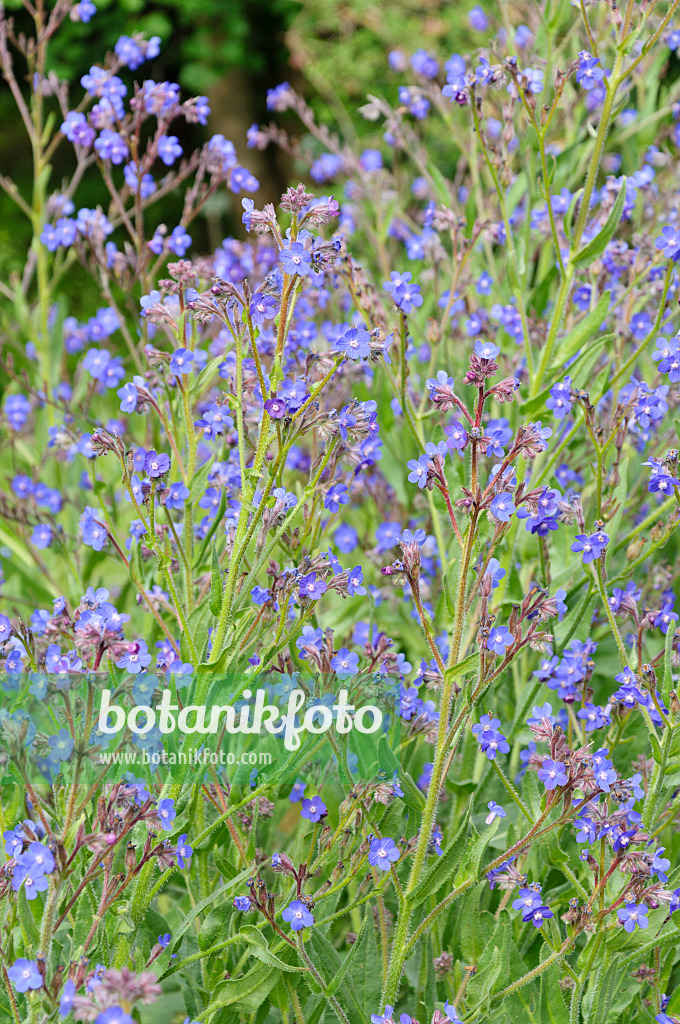 485077 - Large blue alkanet (Anchusa azurea)