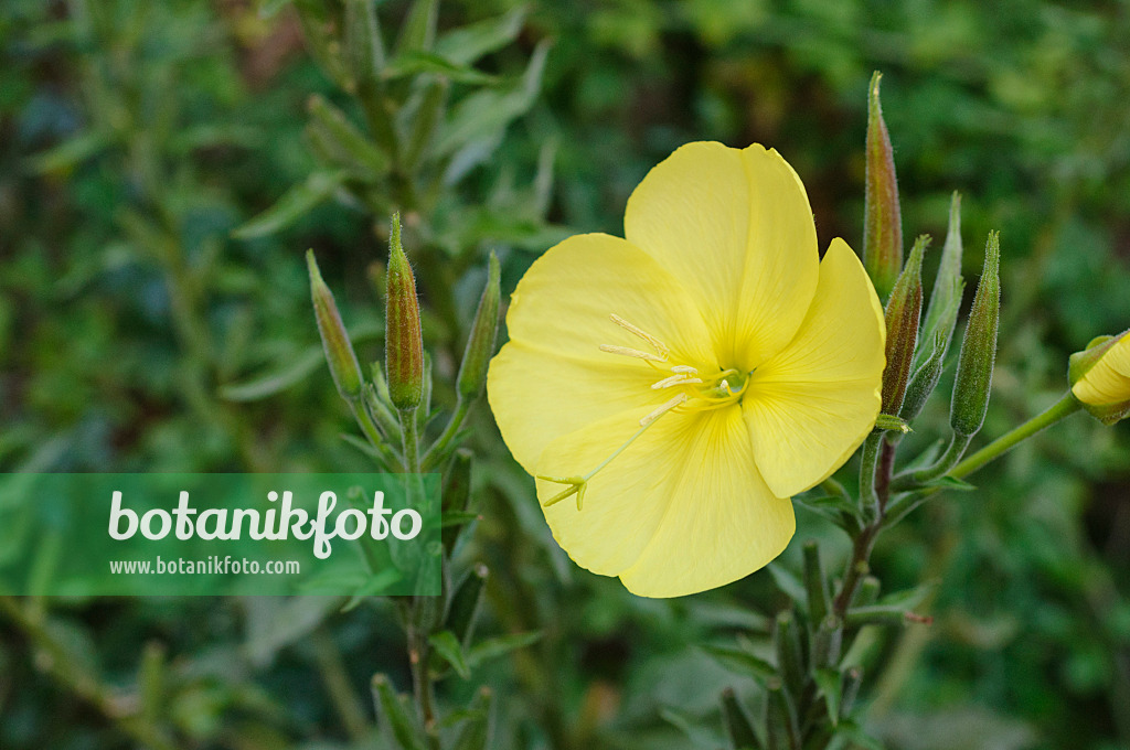 475030 - Large-flowered evening primrose (Oenothera erythrosepala)