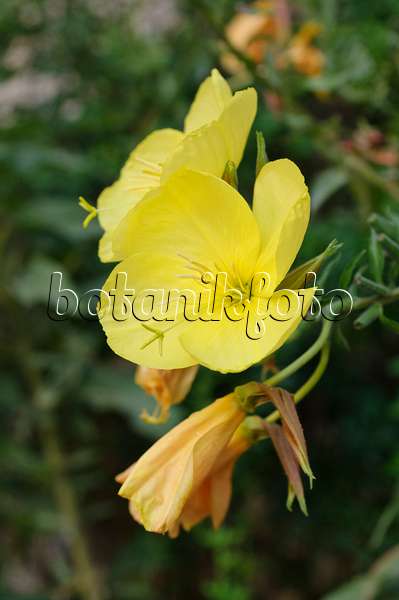 475032 - Large-flowered evening primrose (Oenothera erythrosepala)