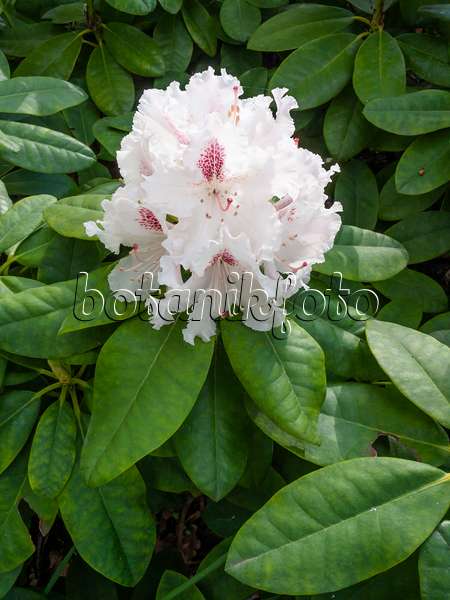 413015 - Large-flowered rhododendron hybrid (Rhododendron caucasicum 'Progrès')