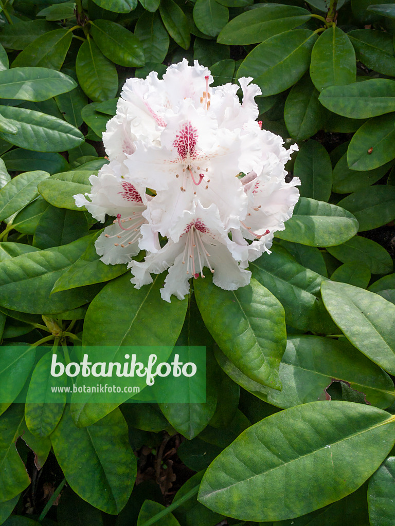 413015 - Large-flowered rhododendron hybrid (Rhododendron caucasicum 'Progrès')