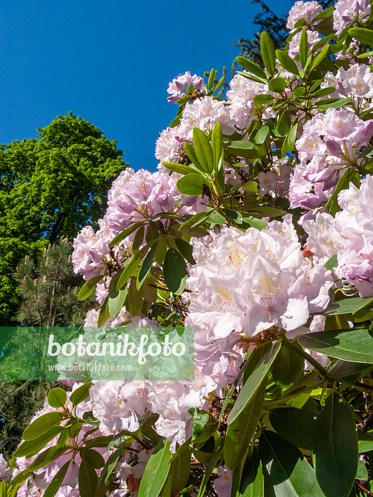 413047 - Large-flowered rhododendron hybrid (Rhododendron Holbein)