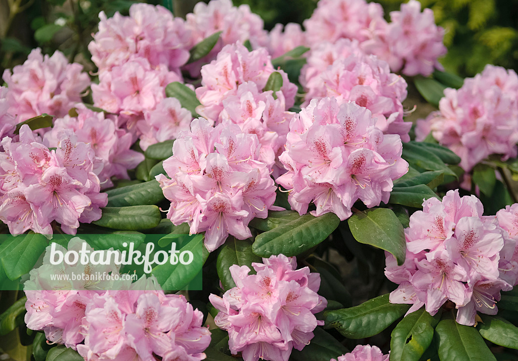 490133 - Large-flowered rhododendron hybrid (Rhododendron Scintillation)