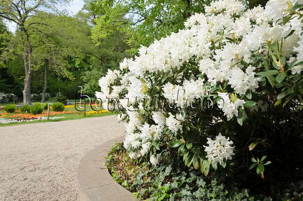 520178 - Large-flowered rhododendron hybrid (Rhododendron Cunningham's White)