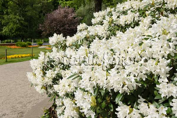 520179 - Large-flowered rhododendron hybrid (Rhododendron Cunningham's White)