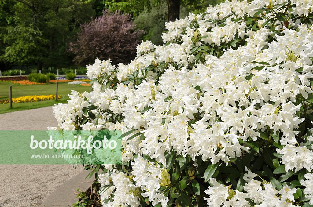 520179 - Large-flowered rhododendron hybrid (Rhododendron Cunningham's White)