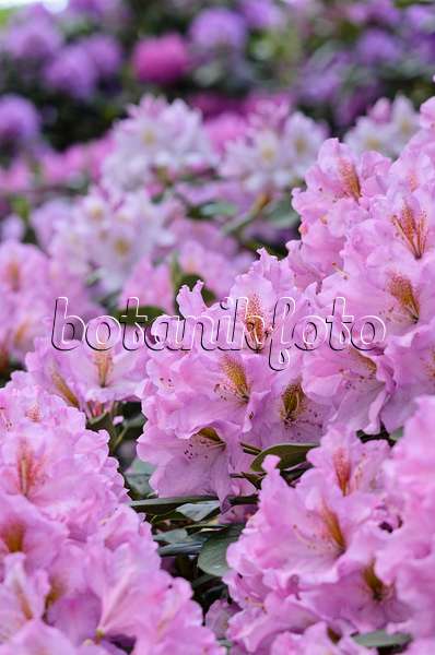 520340 - Large-flowered rhododendron hybrid (Rhododendron Lavender Princess)