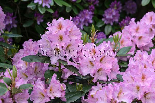 520342 - Large-flowered rhododendron hybrid (Rhododendron Lavender Princess)
