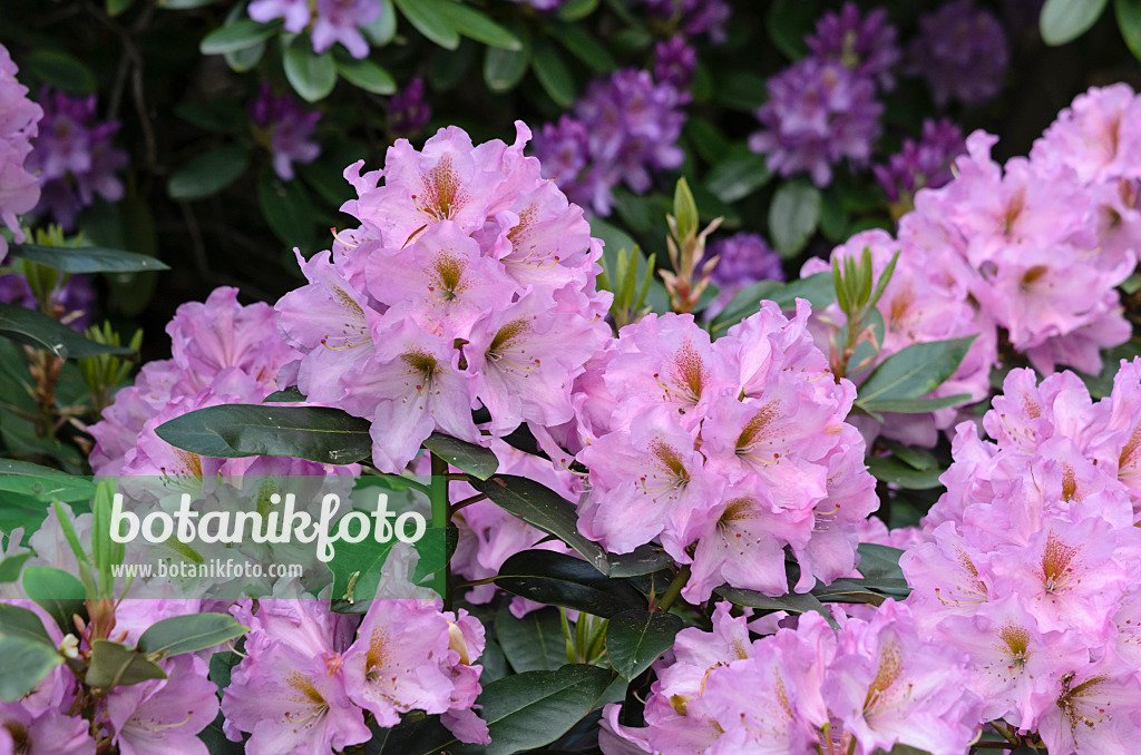 520342 - Large-flowered rhododendron hybrid (Rhododendron Lavender Princess)