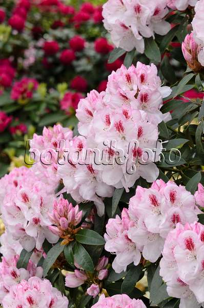 520393 - Large-flowered rhododendron hybrid (Rhododendron Lady de Rothschild)