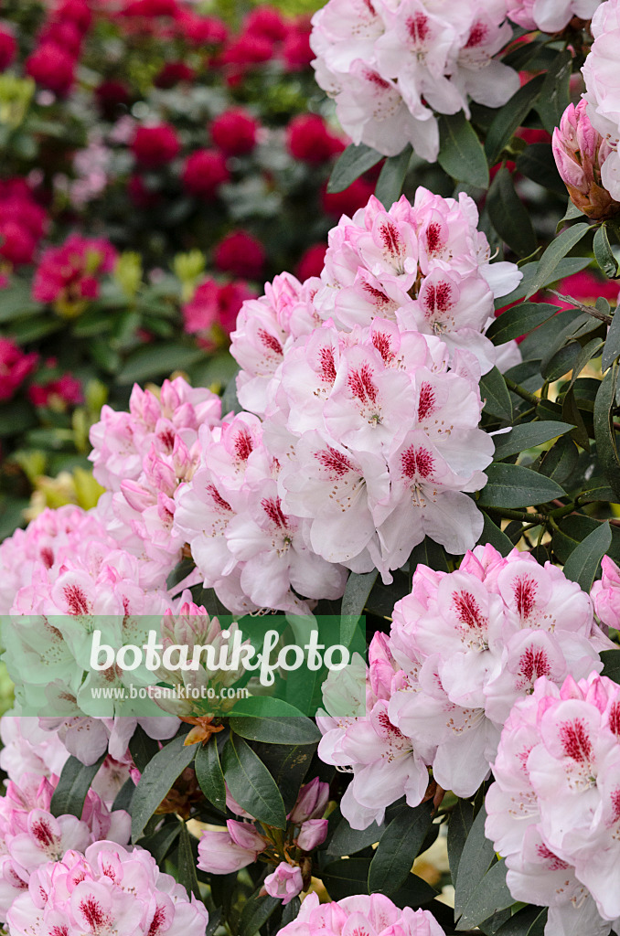 520393 - Large-flowered rhododendron hybrid (Rhododendron Lady de Rothschild)